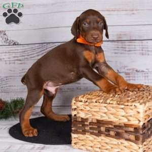 Journey, Doberman Pinscher Puppy